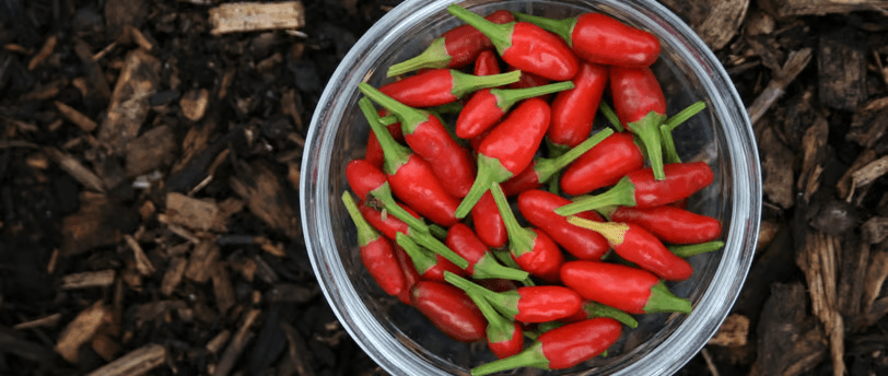 Discover the Heat: A Guide to Thai Bird's Eye Chillies